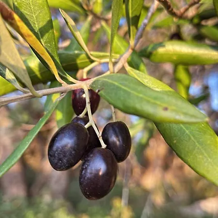Maria 4 Apartament Paleokastritsa